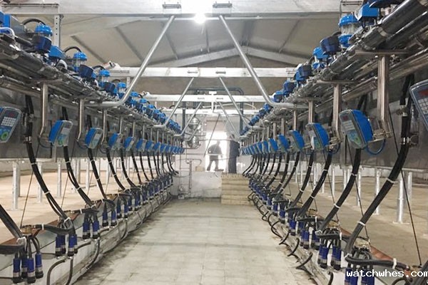 鱼骨式挤奶机 鱼骨式挤奶机