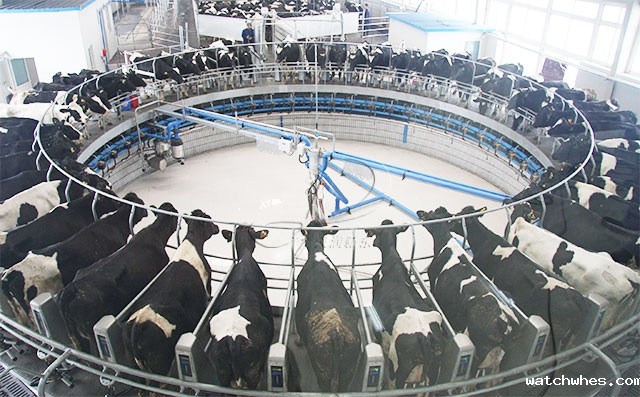 转盘式<a href=/ target=_blank class=infotextkey>挤奶机</a>