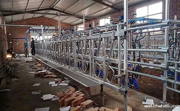 星空体育app官网入口奶山羊<a href=/ target=_blank class=infotextkey>挤奶机</a>客户安装现场