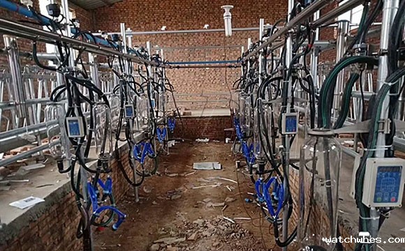 星空体育app官网入口奶山羊<a href=/ target=_blank class=infotextkey>挤奶机</a>客户安装现场