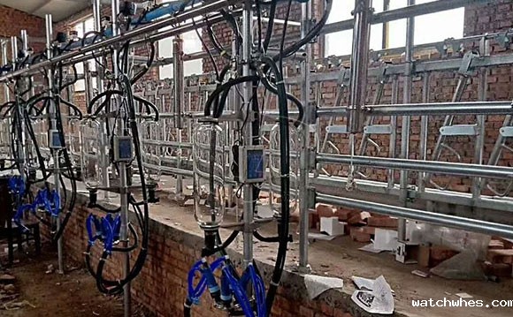 星空体育app官网入口奶山羊<a href=/ target=_blank class=infotextkey>挤奶机</a>客户安装现场