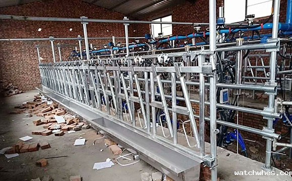 星空体育app官网入口奶山羊<a href=/ target=_blank class=infotextkey>挤奶机</a>客户安装现场