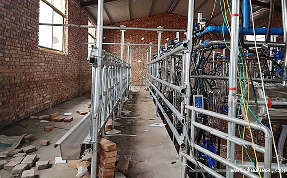 星空体育app官网入口奶山羊<a href=/ target=_blank class=infotextkey>挤奶机</a>客户安装现场