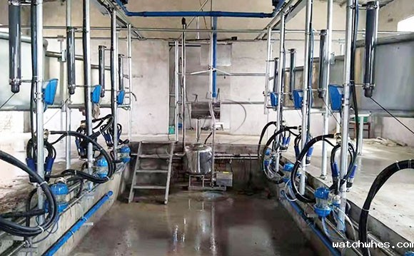 陕西16位鱼骨式阿菲金奶牛<a href=/ target=_blank class=infotextkey>挤奶机</a>顺利发货