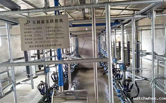 陕西16位鱼骨式阿菲金奶牛<a href=/ target=_blank class=infotextkey>挤奶机</a>顺利发货