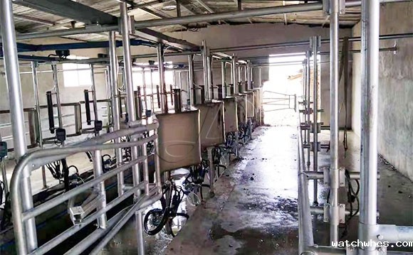 陕西16位鱼骨式阿菲金奶牛<a href=/ target=_blank class=infotextkey>挤奶机</a>顺利发货