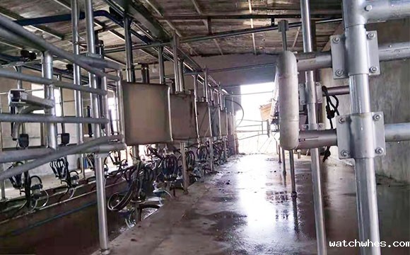 陕西16位鱼骨式阿菲金奶牛<a href=/ target=_blank class=infotextkey>挤奶机</a>顺利发货