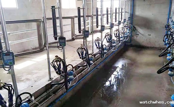 陕西16位鱼骨式阿菲金奶牛<a href=/ target=_blank class=infotextkey>挤奶机</a>顺利发货