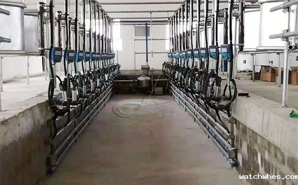 鱼骨式电子计量<a href=/ target=_blank class=infotextkey>挤奶机</a>