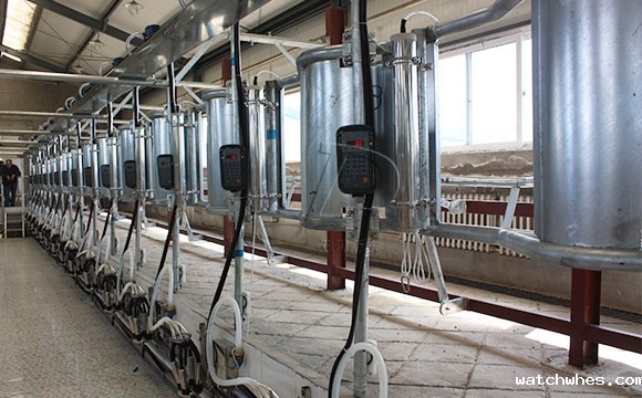 我公司在内蒙新装鱼骨式奶牛<a href=/ target=_blank class=infotextkey>挤奶机</a>安装调试现场