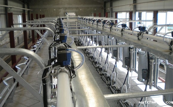 我公司在内蒙新装鱼骨式奶牛<a href=/ target=_blank class=infotextkey>挤奶机</a>安装调试现场