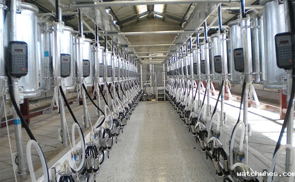 我公司在内蒙新装鱼骨式奶牛<a href=/ target=_blank class=infotextkey>挤奶机</a>安装调试现场