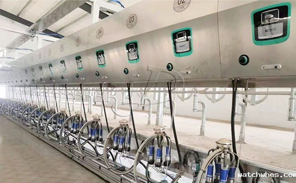 并列式<a href=/ target=_blank class=infotextkey>挤奶机</a>