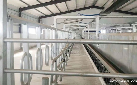 并列式<a href=/ target=_blank class=infotextkey>挤奶机</a>