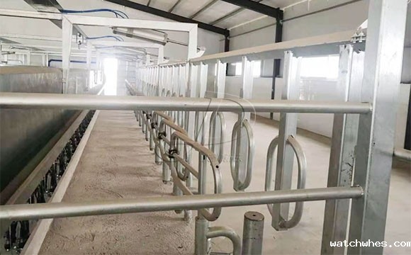 并列式<a href=/ target=_blank class=infotextkey>挤奶机</a>