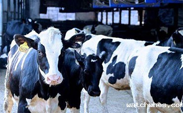 天润watchwhes鲜奶运输车，护航北国奶香之旅