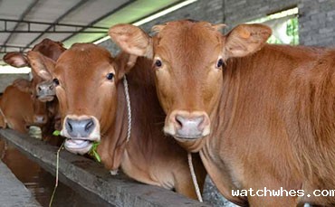 鲜牛奶储存罐在牧场中的功能和作用