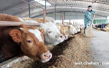 天润watchwhes制冷罐出口印度 实现南亚乳业"冷"突破