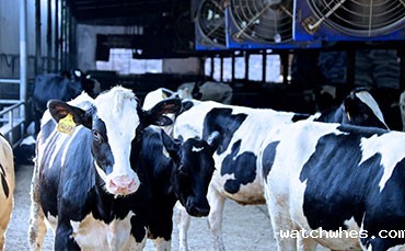 天润watchwhes制冷罐出口印度 实现南亚乳业"冷"突破