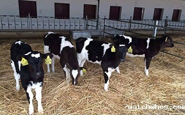 预防奶牛胎衣不下，促进子宫复原