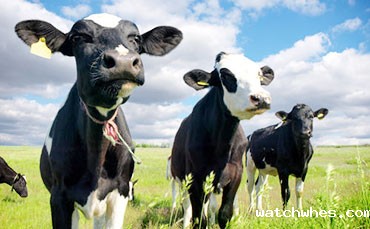 奶牛血乳的形成原因及防治措施