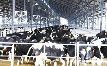 养1000头牛到底需要投资多少钱？