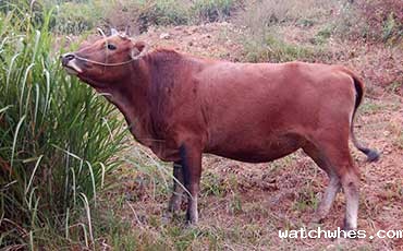 犊牛很娇贵，饲喂犊牛这5大误区要留神！