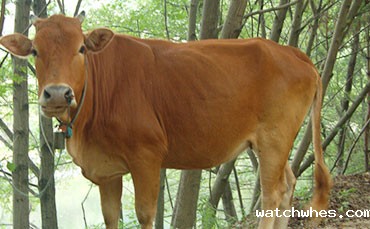 夏季后备牛寄生虫驱虫管理注意事项