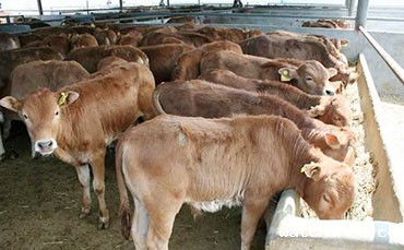 牛体重的计算方法你会吗？