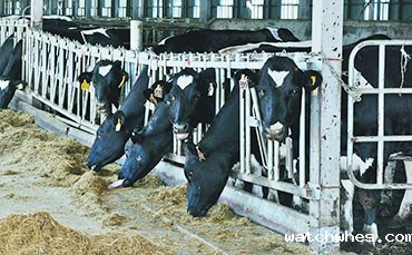 为什么高原牧民交奶要选择移动收奶站？