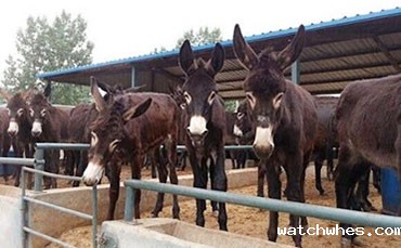 牛奶储存罐需要带制冷功能么？