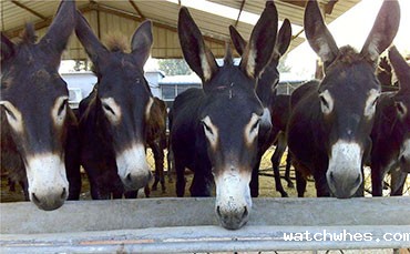 潍坊制冷罐客户与我司达成猪血冷藏罐采购意向