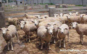 养100头肉牛，1年能有多少纯收入？