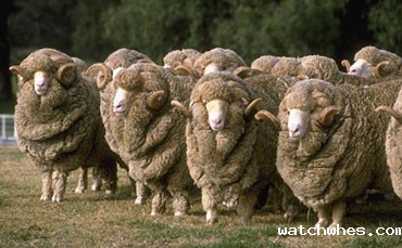 天润watchwhes移动挤奶车，让奶牛挤奶厅“动”起来！