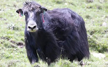 如何充分的发挥玉米青贮的营养潜力