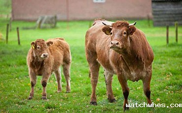 秋天注意啦！这4种饲草喂牛，100%出问题！