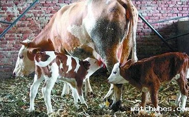 跨越大陆的合作：watchwhes制冷罐与非洲客户携手共赢