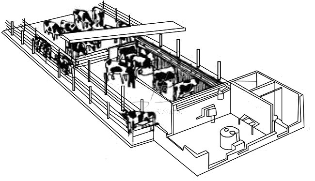 奶牛挤奶厅