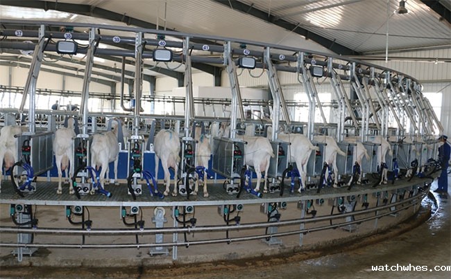 陕西奶山羊挤奶设备