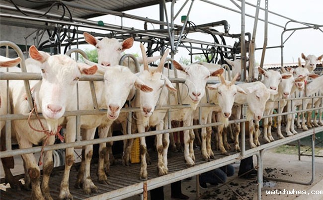 陕西奶山羊挤奶设备