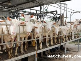 SCR挤奶台式奶山羊挤奶机