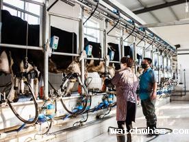 阿菲金鱼骨式奶牛挤奶机