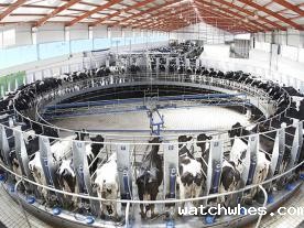 SCR转盘式奶牛挤奶机