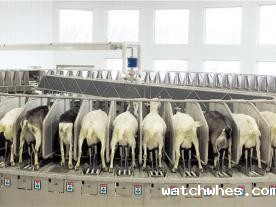 阿菲金转盘式奶山羊挤奶机