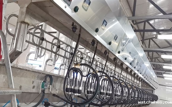 scr并列式奶牛<a href=/ target=_blank class=infotextkey>挤奶机</a>