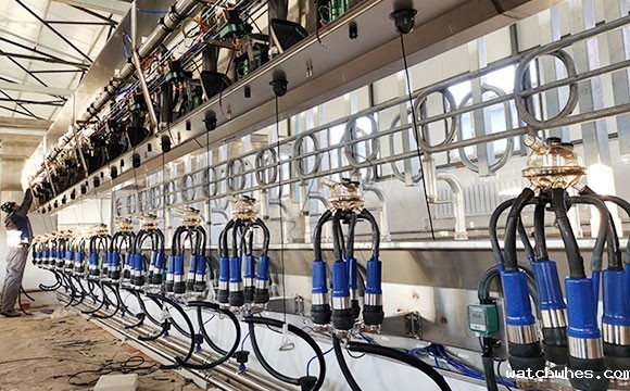 scr并列式奶牛<a href=/ target=_blank class=infotextkey>挤奶机</a>