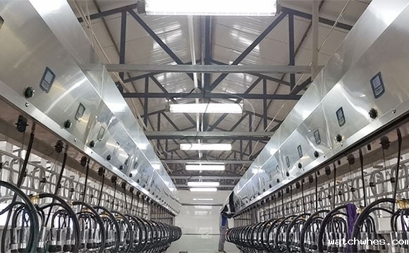 scr并列式奶牛<a href=/ target=_blank class=infotextkey>挤奶机</a>