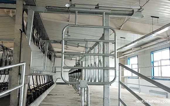 并列式奶牛<a href=/ target=_blank class=infotextkey>挤奶机</a>