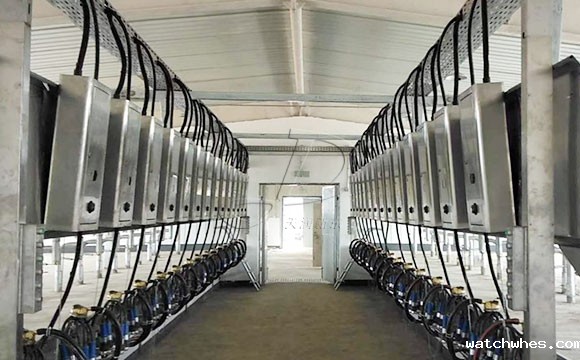 并列式奶牛<a href=/ target=_blank class=infotextkey>挤奶机</a>