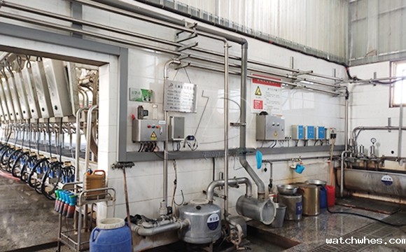 scr并列式牛奶<a href=/ target=_blank class=infotextkey>挤奶机</a>